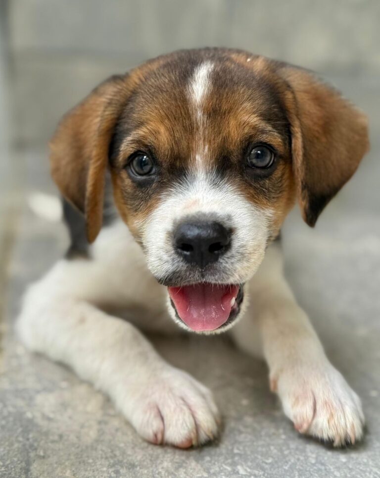 Puppy Mr. Charlie with his eyes looking adorably straight at you