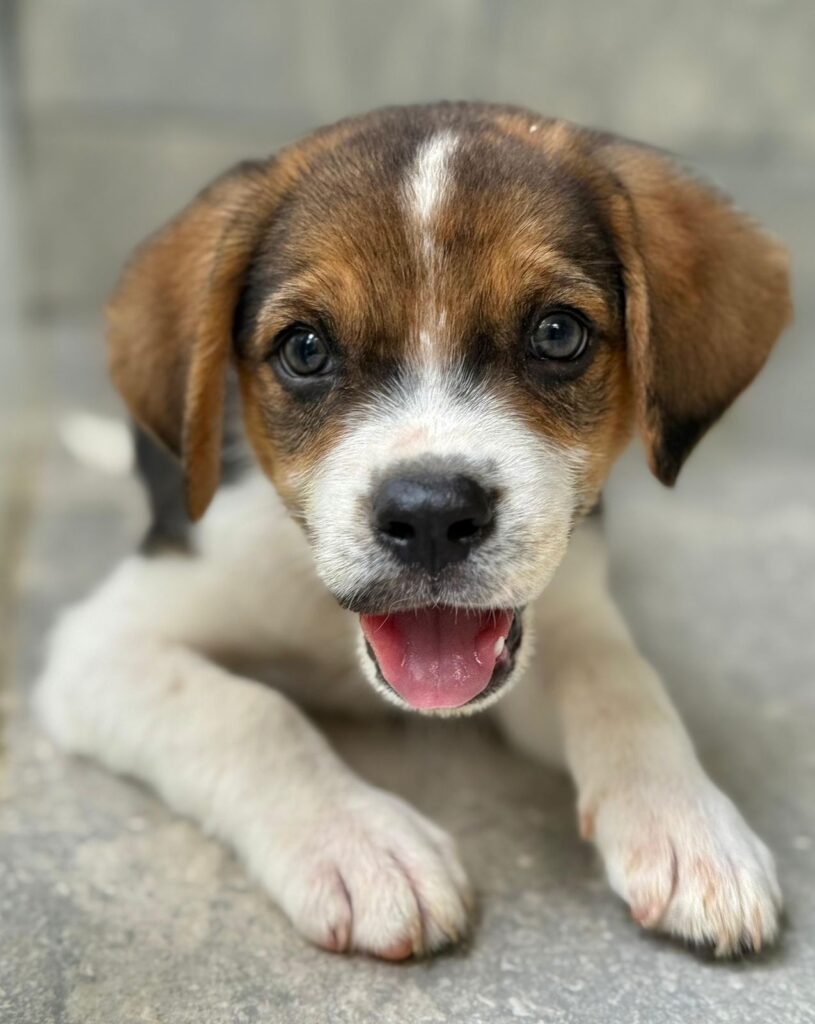 Puppy Mr. Charlie con sus ojos mirando adorablemente recto hacia usted