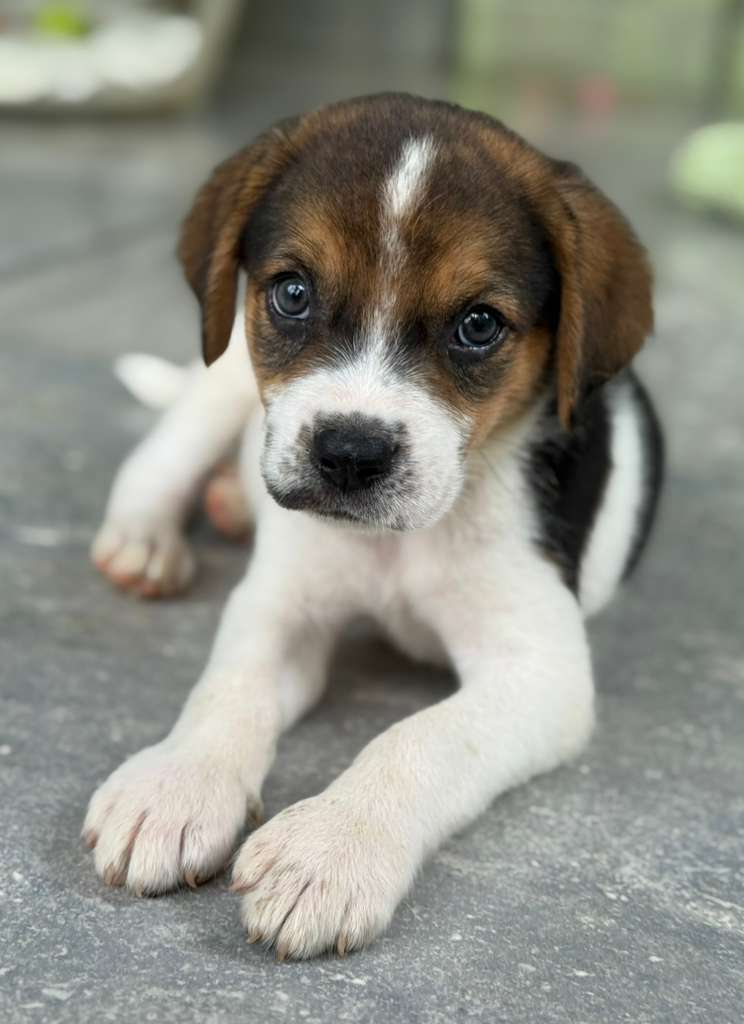 Puppy Mr Charlie, mirando recto, tan lindo!