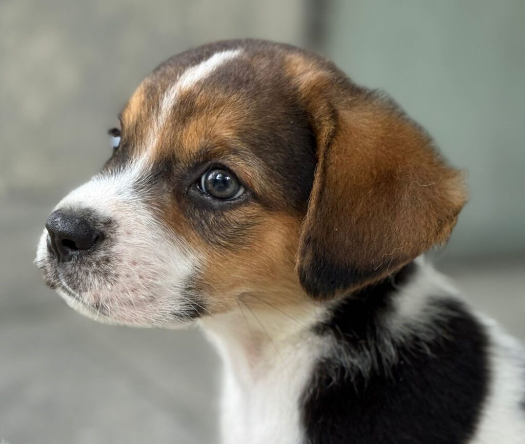 Mr Charlie profile