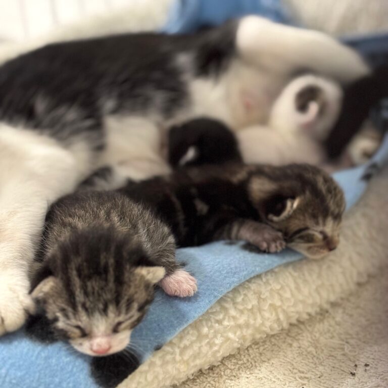4 pretty new kittens