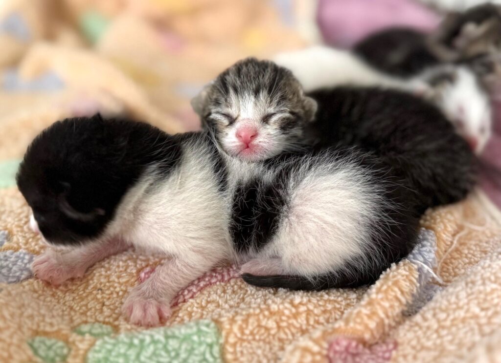 Tiny closed eyes kittens