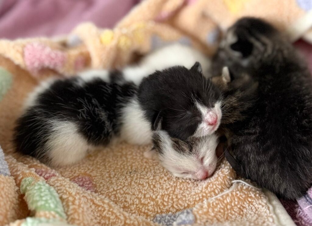 Tiny kittens with their eyes still closed.