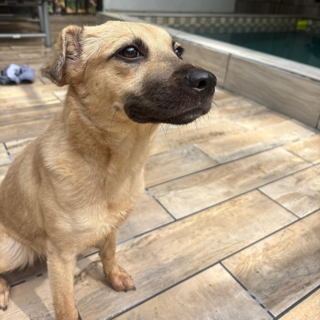 Puppy Stitch sentado junto a la piscina