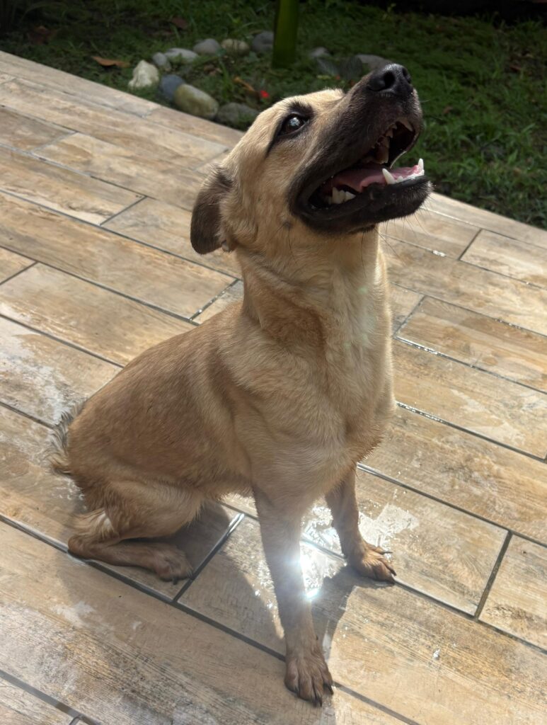perro con máscara negra mirando arriba