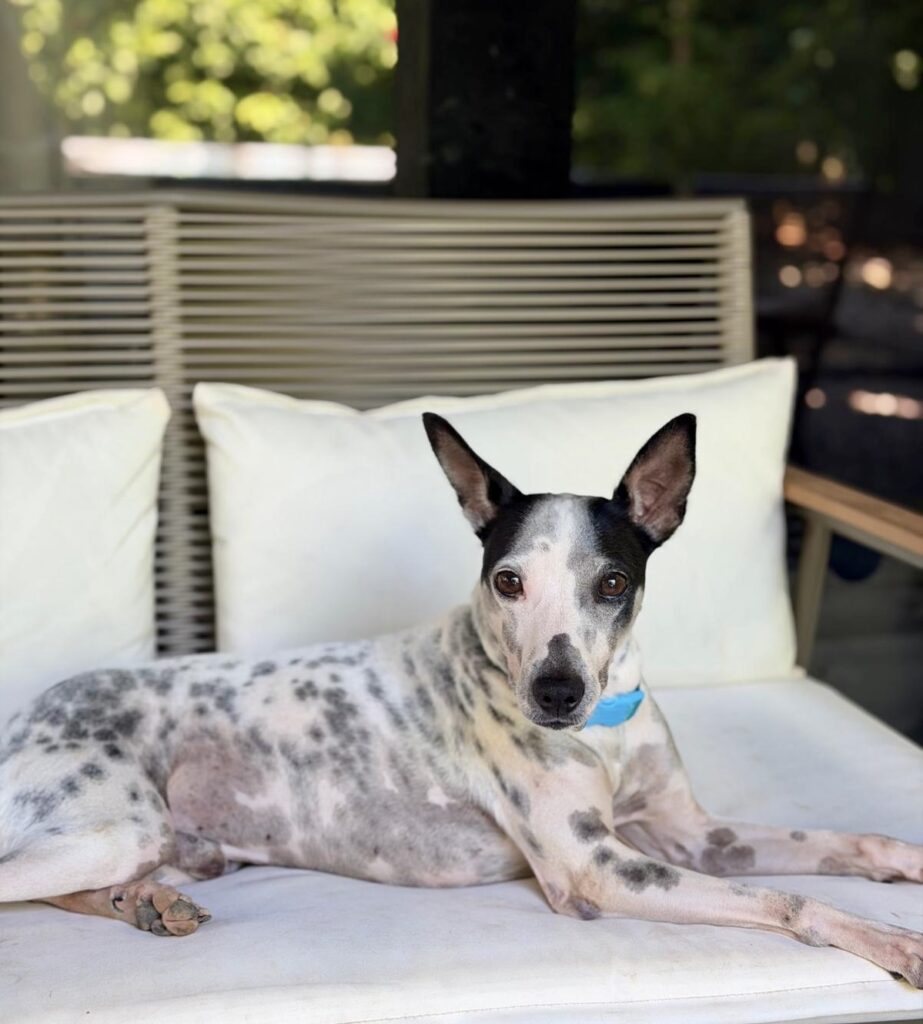 White dog with beautiful black ears lounging ona sofa.