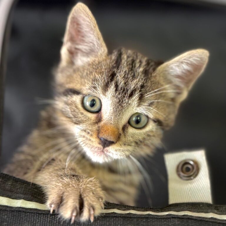 Grey tabby kitten