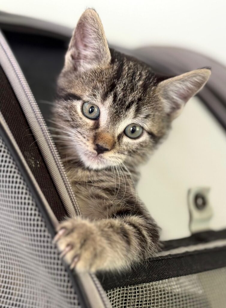 Grey tabby kitten that wants to take you for a ride!