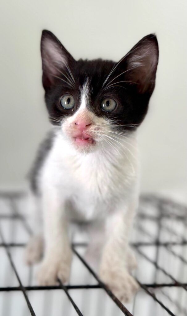 gato negro y blanco de pie en metal negro