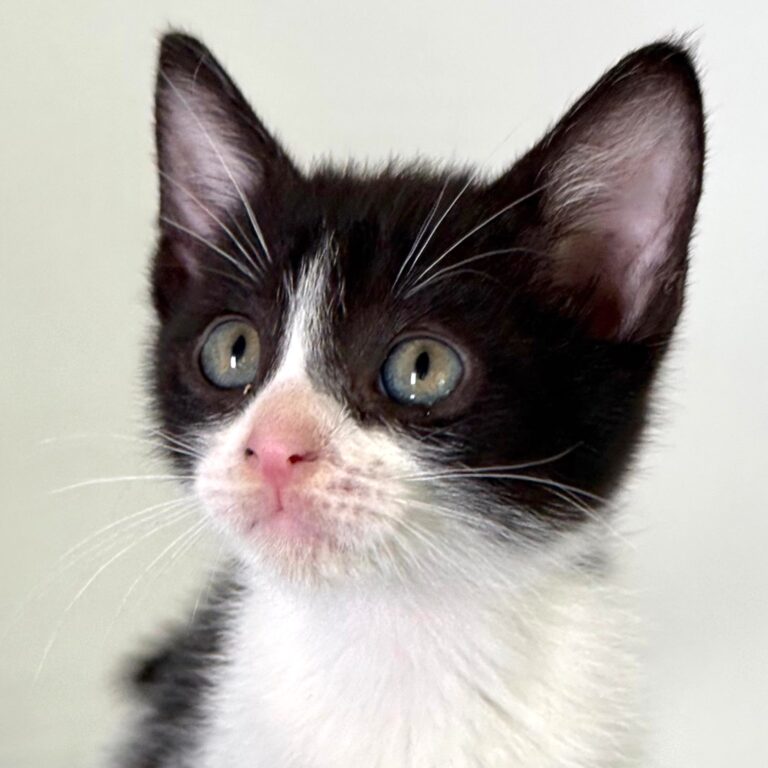 Gato blanco y negro con nariz rosa.