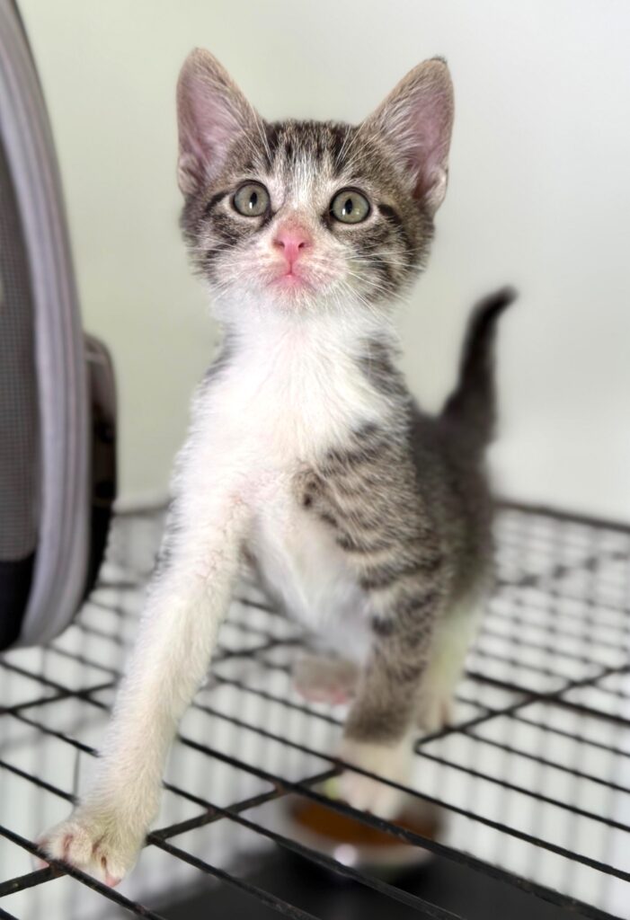 Tabby kitten with white arm
