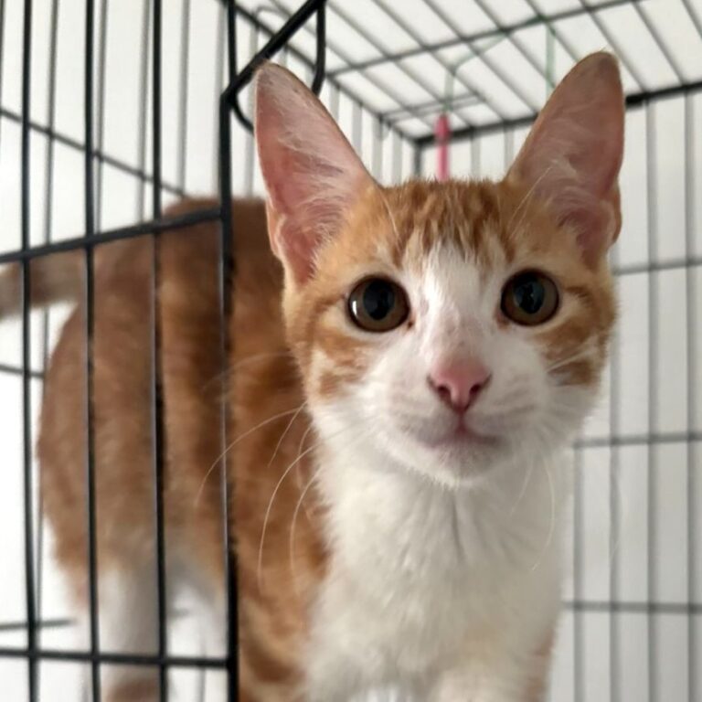 Orange and white tabby with big eyes.