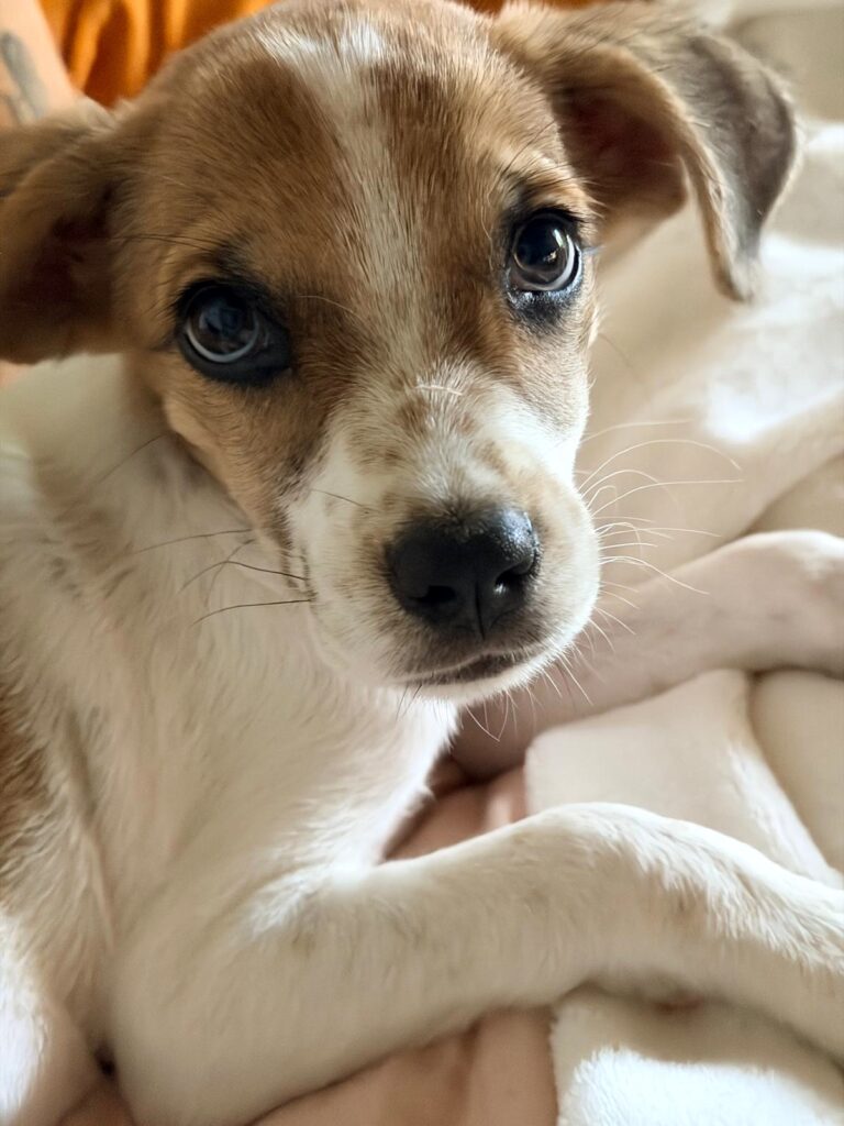 Closeup of Maverick and his freckles