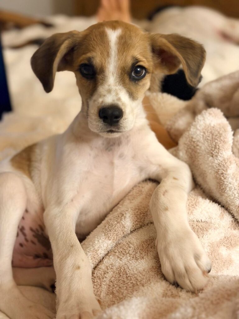 Brown and white puppy reclining