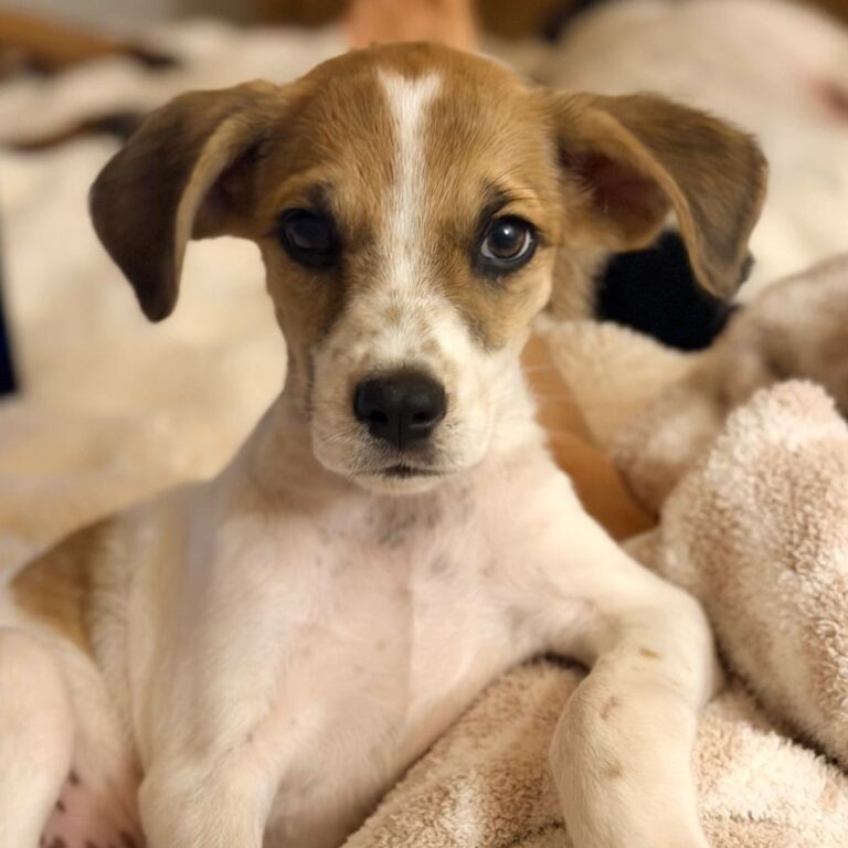 Brown and white puppy with large floppy ears and soulful eyes.