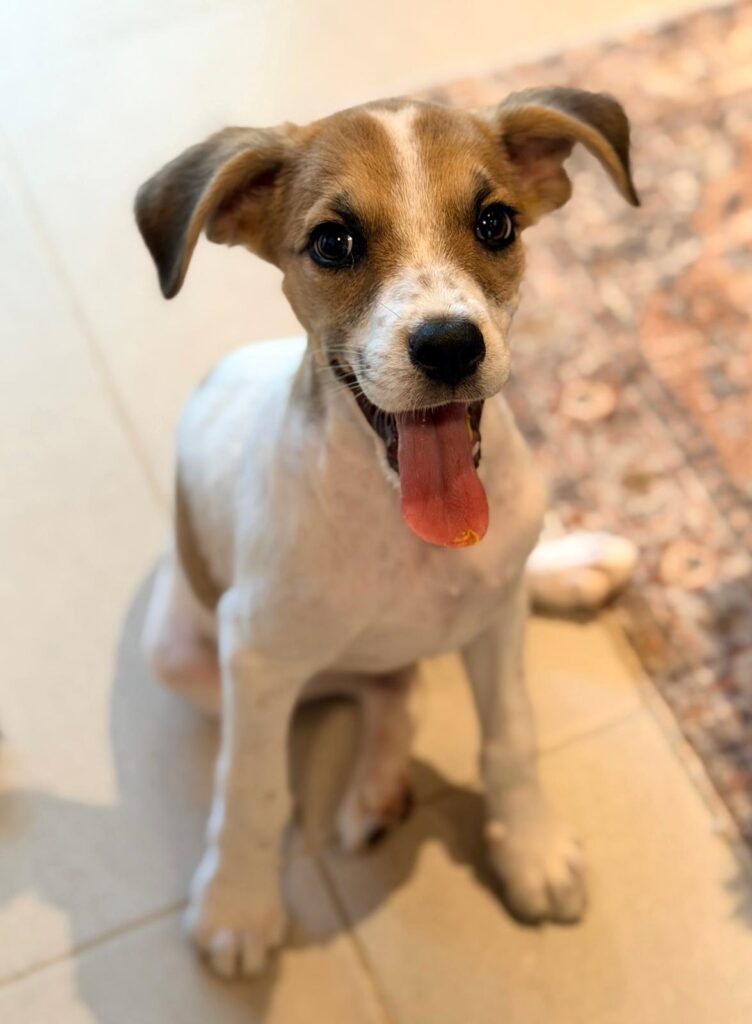 Brown and white puppy smiling, with pink tongue out