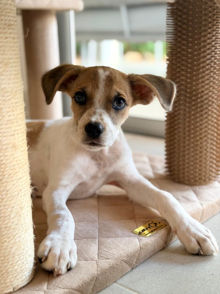 Brown and white puppy with an inquisitive face