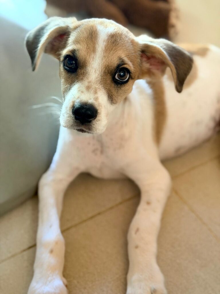 Brown and white puppy laying down