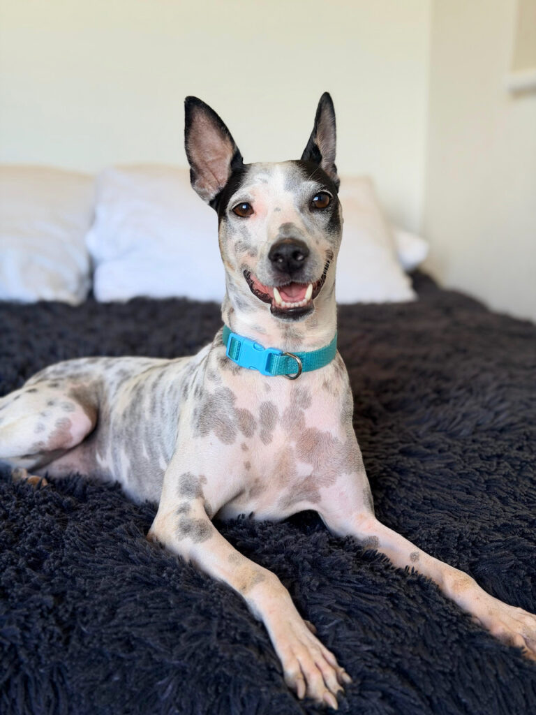 White speckled dog with turquoise collar