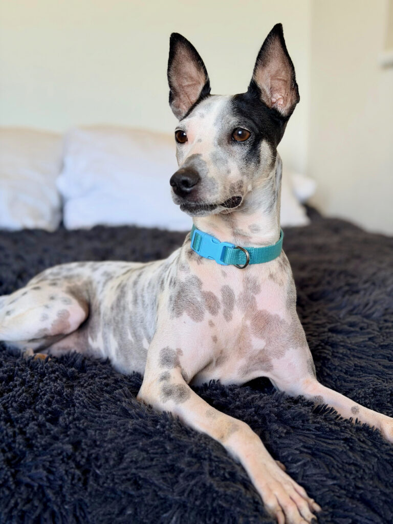 White speckled dog looking over his shoulder