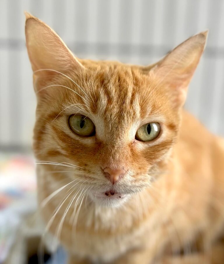 Yellow tabby mama