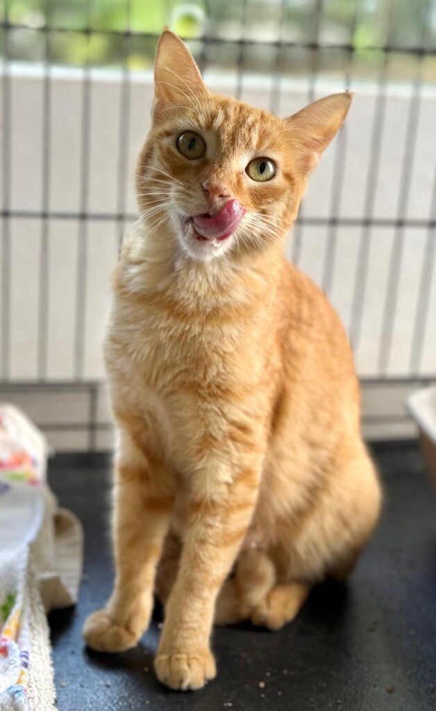 Yellow tabby sitting pretty.
