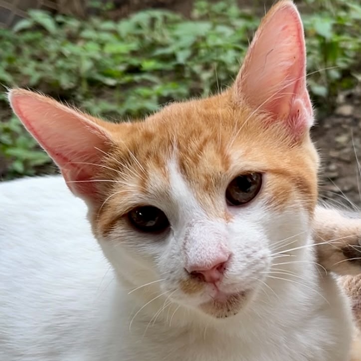 Yellow and white tabby