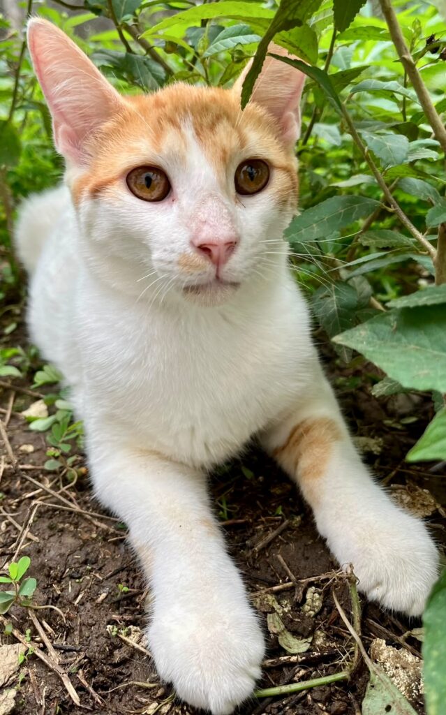 Lindo tabby naranja con pecho blanco y piernas