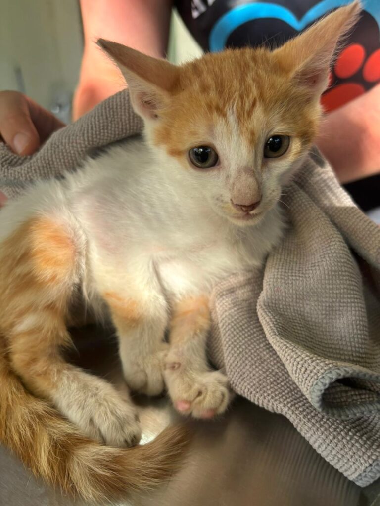 Un pequeño gatito naranja y blanco se curó.
