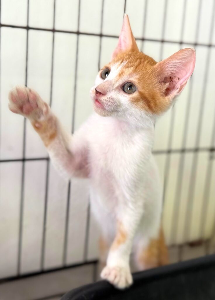 Naranja y blanco tabby gatito con pata derecha arriba.