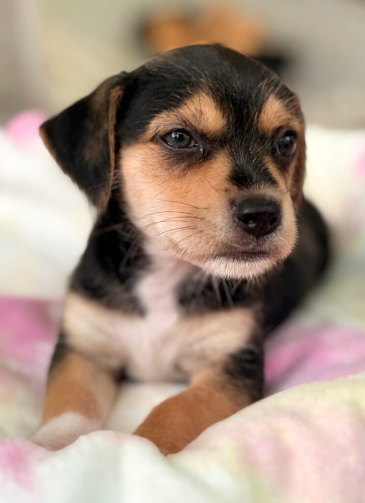 Black, brown and white puppy