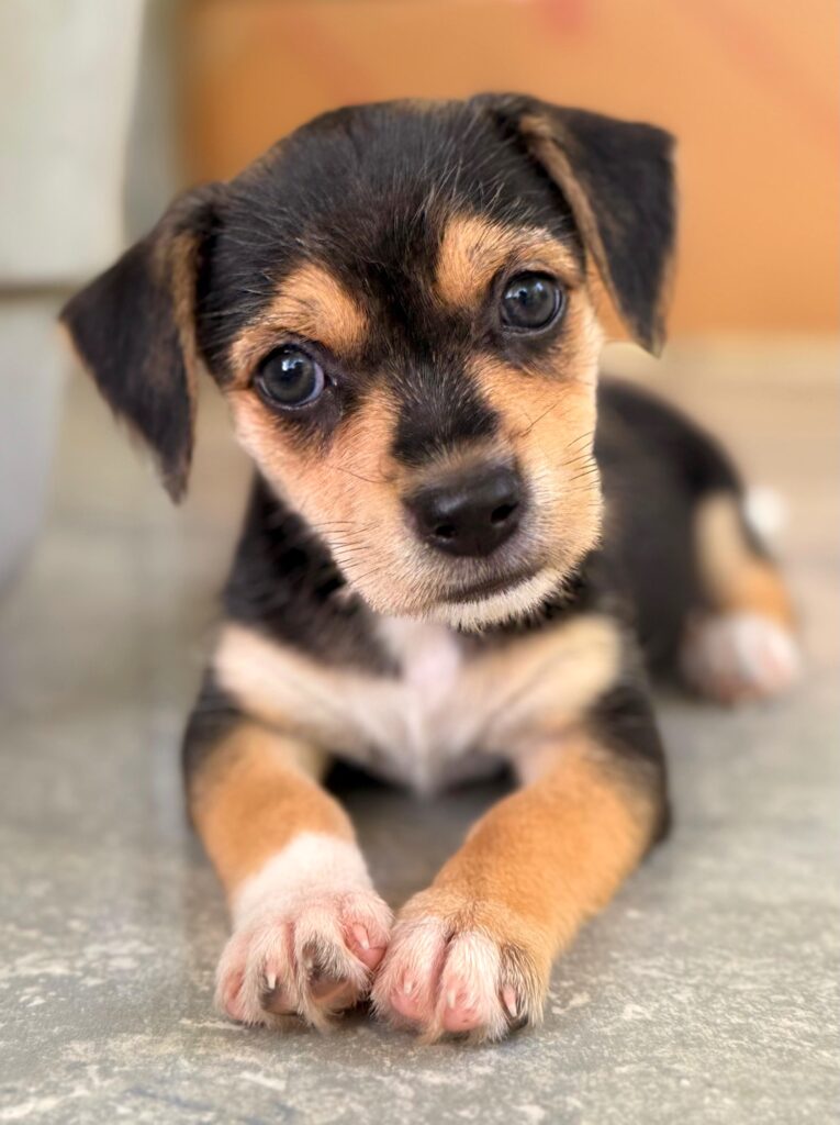 Cute quizzical puppy face