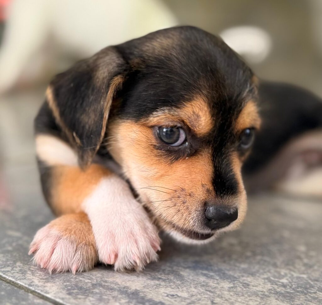 Black puppy with white paws crossing feet.