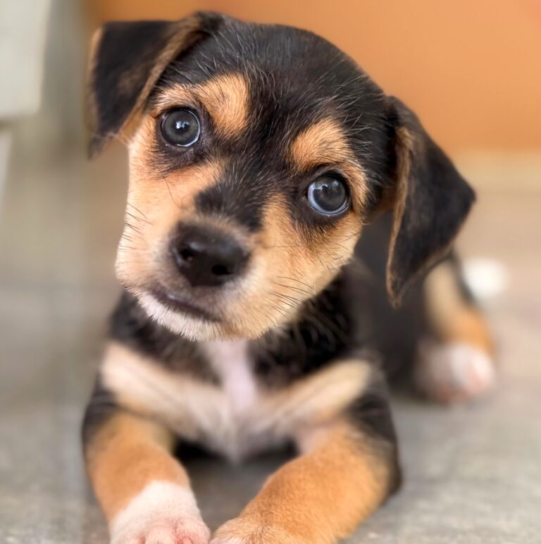 Black puppy with gold and white accents.