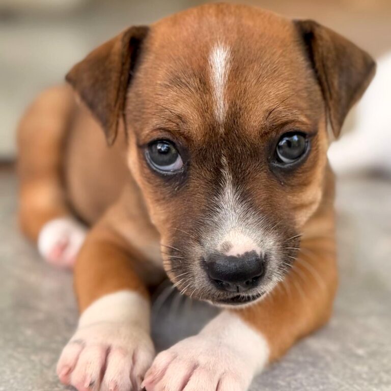 Brown puppy with puppy dog eyes