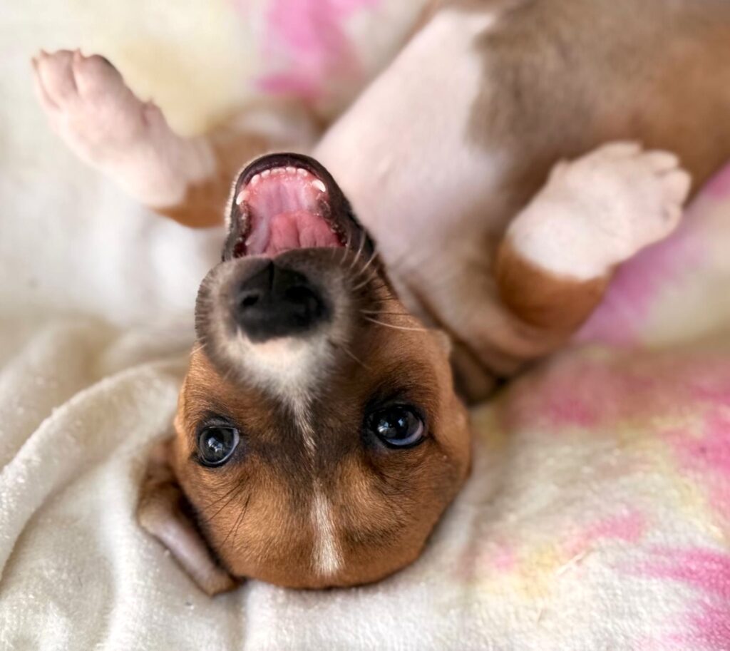 Cute brown and white puppy upside down,