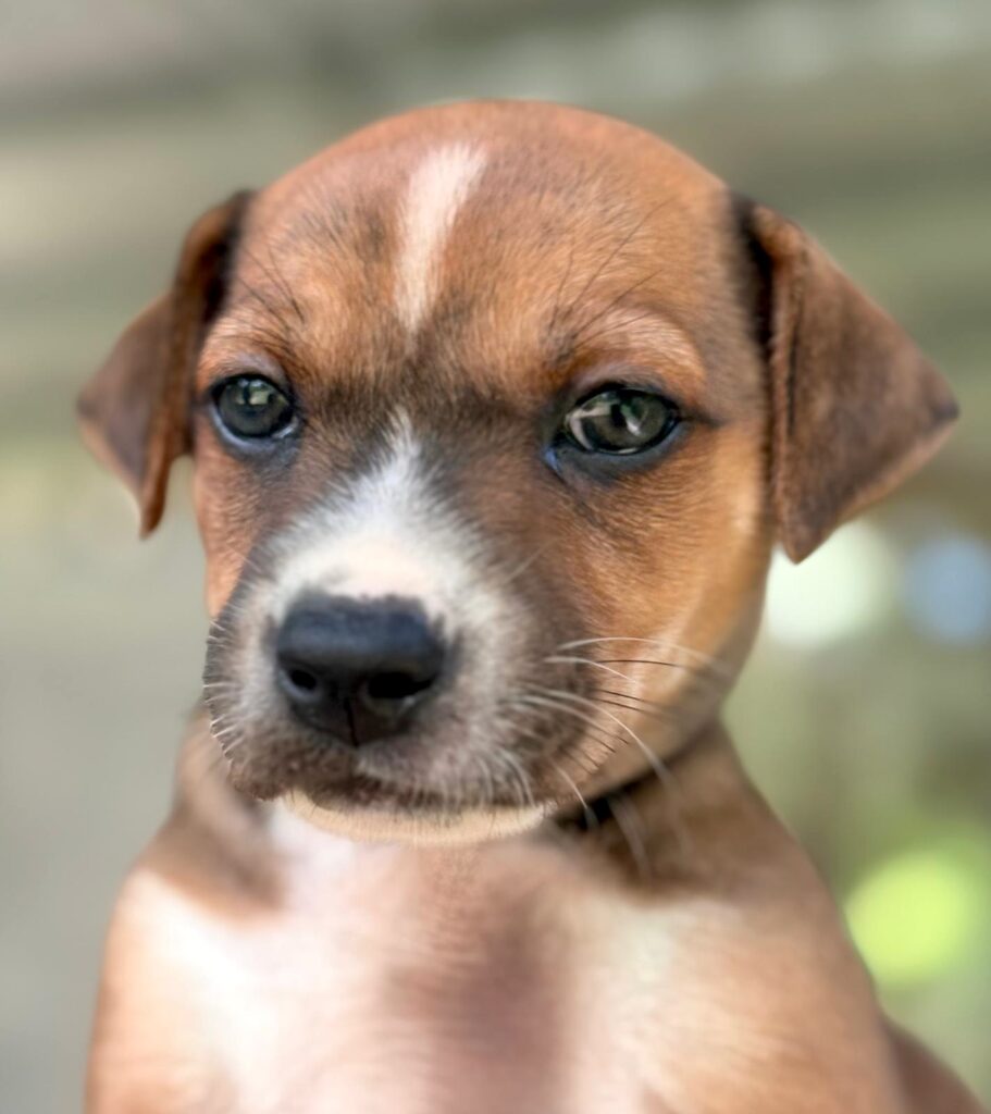 Brown puppy with white accents