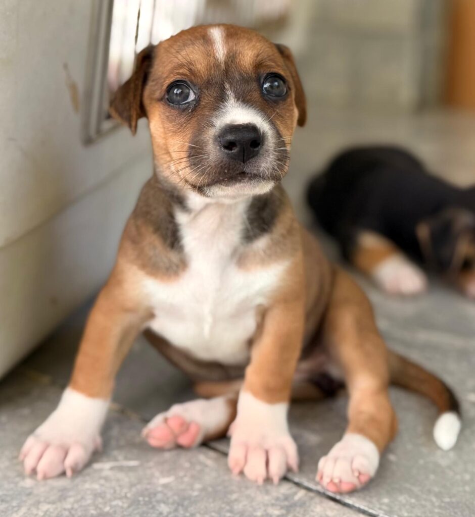 Bogie sitting up