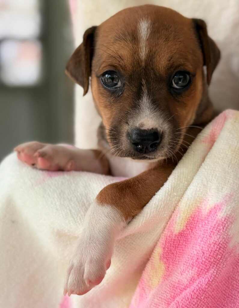 Brown puppy looking serious