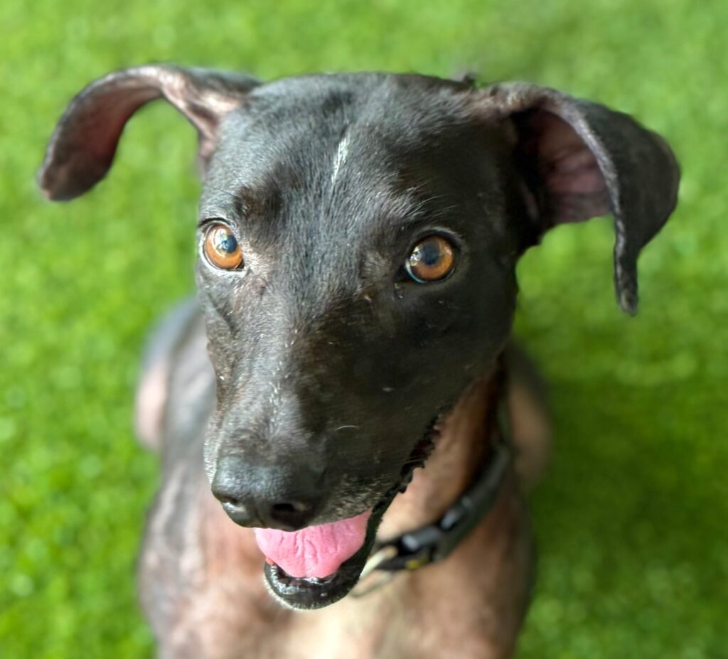 Perro negro con ojos marrones y oídos adorables