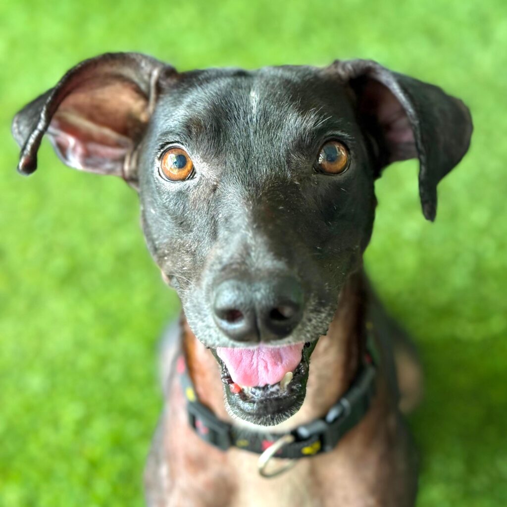 Perro negro con adorables orejas de murciélago