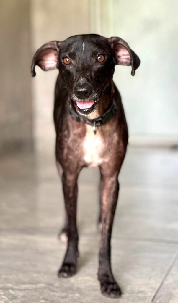 Perro negro con pecho blanco de pie