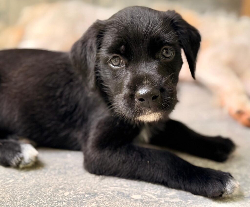 Perrito negro tumbado