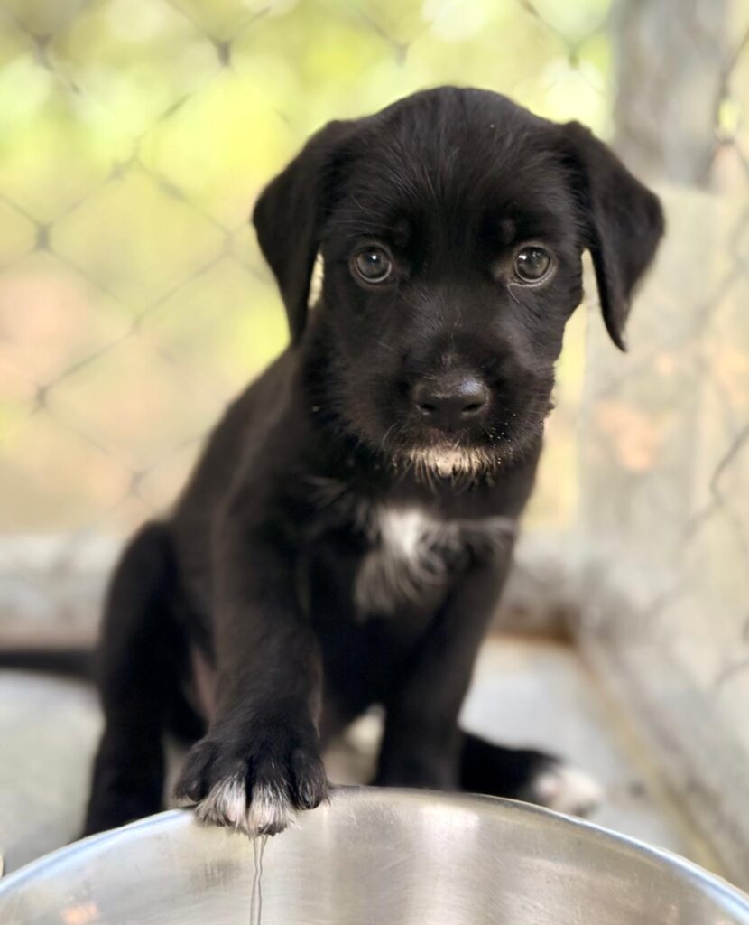 cachorro negro sentado arriba con pecho blanco mostrando