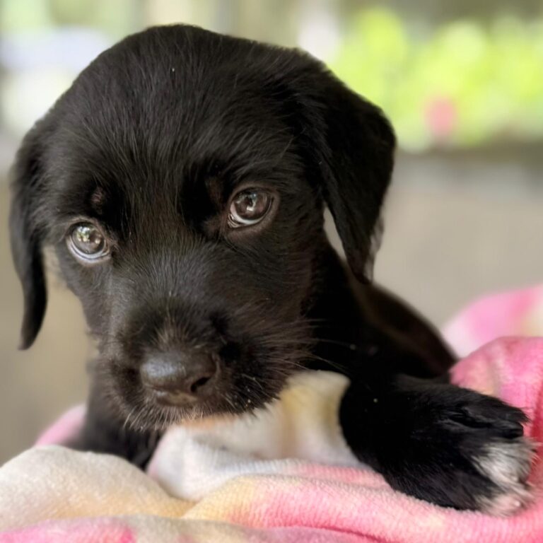 Black puppy with beautiful dark green eyes