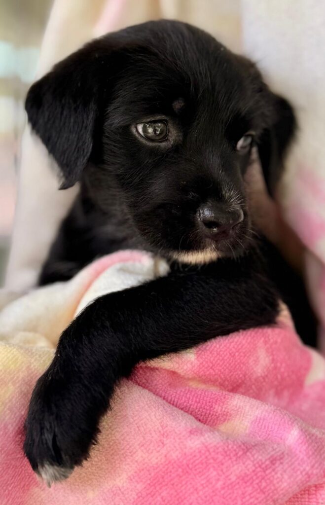 cachorro negro con una manta rosa