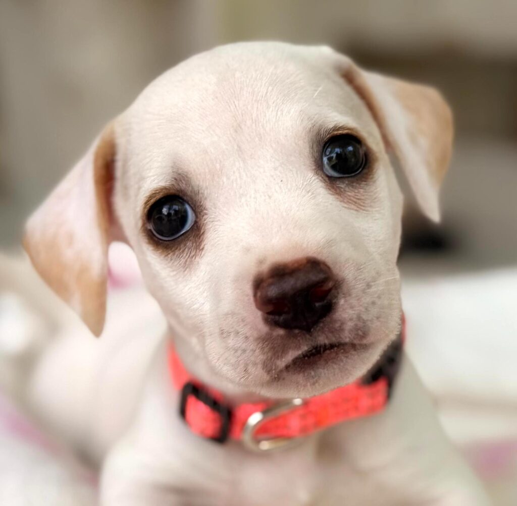 White puppy with head tilted to the left