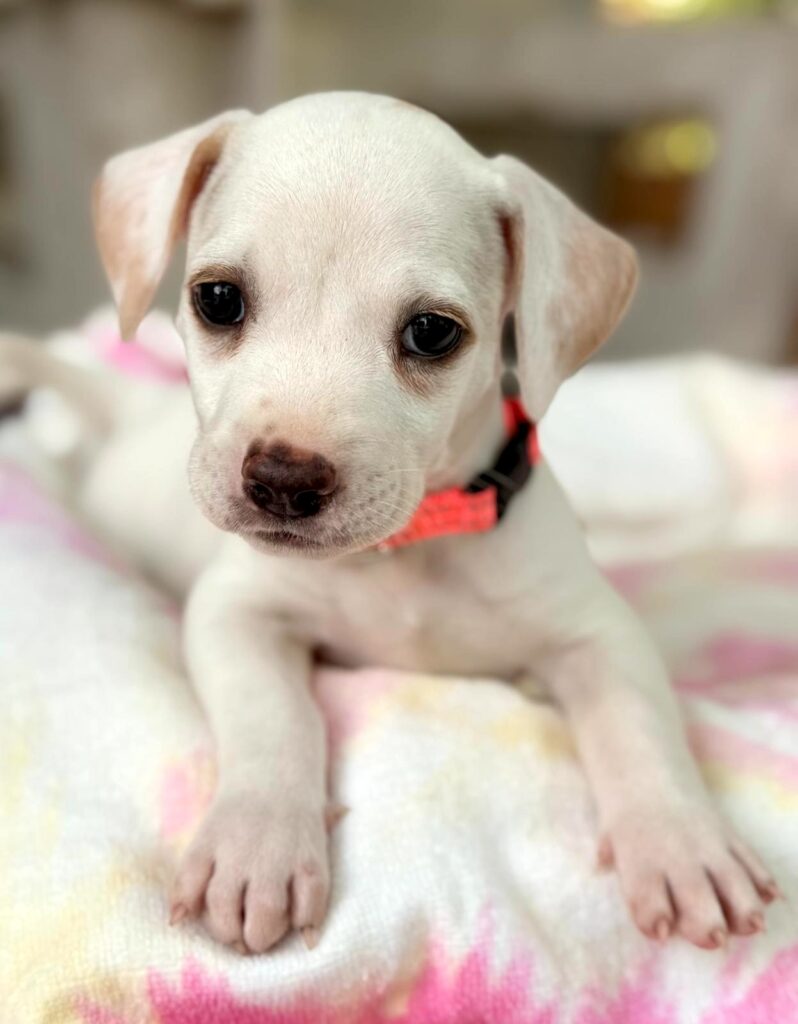 White puppy with pink collar