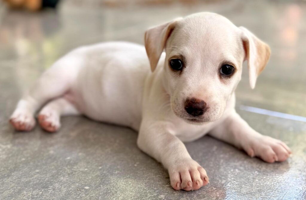 White puppy laying down