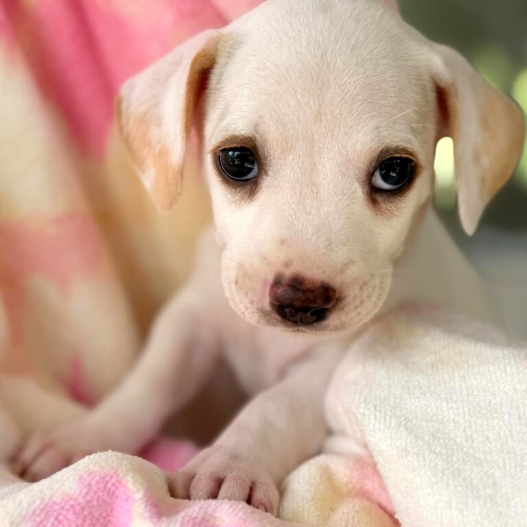 Adorable white puppy with big dark eyes